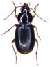 Dosal habitus