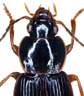 Pronotum
