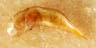 Genitalia