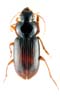 Dosal habitus
