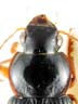 Pronotum