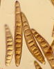 サトウキビ褐条病菌の分生子
