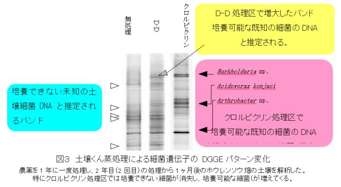 �}�R �׋ۂc�m�`�̃o���h�̔�r�ɂ��A��������Ō����Ȃ��׋یQ���c�|�c������ő��傷��A�N�����s�N���������ł͔|�{����ȍ׋یQ���������A�|�{�\�ȍ׋یQ������E�o������Ɛ��肳�ꂽ�i�c�f�f�d�p�^�[���j