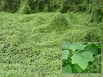 A`E̐A𕢂iƐÅgʐ^