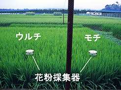 ウルチ米とモチ米を栽培した水田と花粉採集器（ほ場の写真）