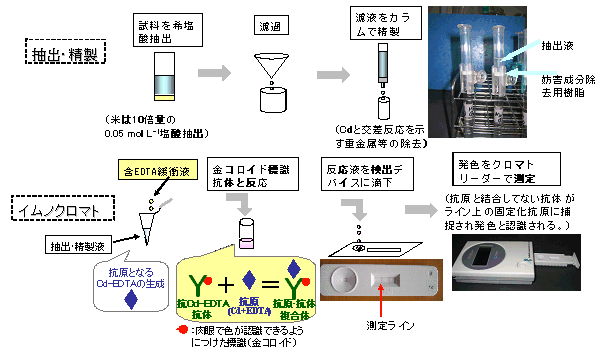 米用イムノクロマトキットによるカドミウム検出手順（図）