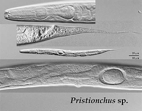 線虫の写真の例 （Pristionchus sp.）（顕微鏡写真）