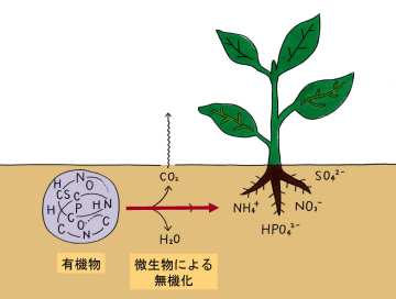 土壌中における微生物による有機物の無機化（図）