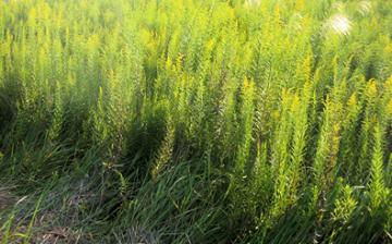 �k��������c�͕��암�ł��N�X�������Ă���i�ʐ^�j