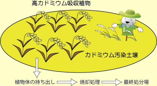 カドミウムをよく吸収するイネ品種で田んぼのカドミウムを減らす（図）