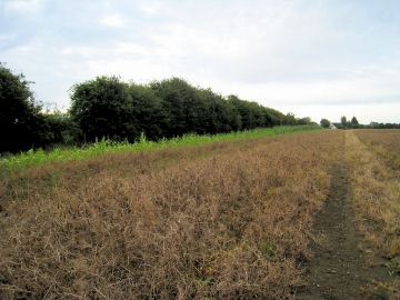 穀類畑とヘッジロー（生け垣）（写真）