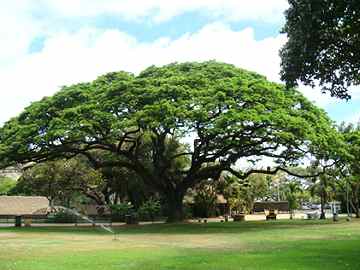 ���킫�ɐ��炷�郂���L�[�|�b�h�i�ʐ^�j