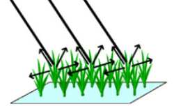 イネの植物体で散乱するマイクロ波(図)