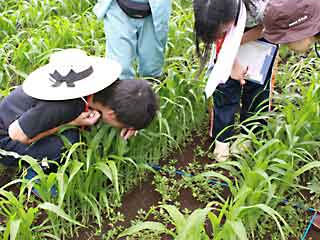 トウモロコシ畑の雑草を調査（写真）