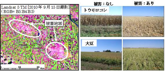 蹊Q̃hTbg摜ƌ̂悤iq摜ƌʐ^j