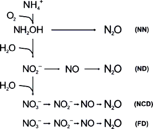 NH4+、NH2OH、NO2-、NO3-などからN2Oが生じるまでの過程 （化学反応式）