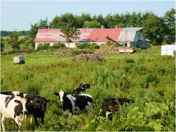 畜産地帯の風景：牧草地の牛の群れ、畜舎、サイレージなど（写真）