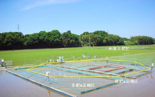 つくばみらいFACE実験施設：水温上昇区、標肥・品種区、多肥・品種区（写真：説明文）