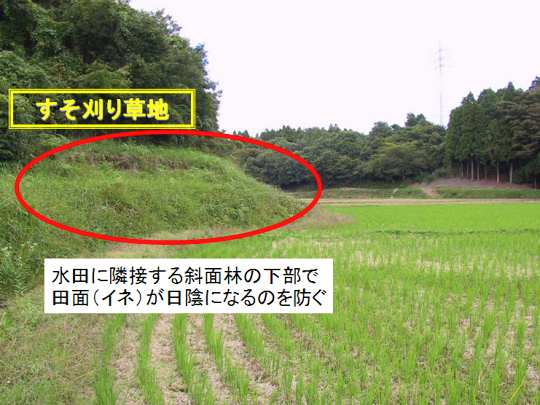 谷津田とすそ刈り草地(イネが日陰になるのを防ぐため、水田に隣接する斜面林の下部の草を刈る)(写真)