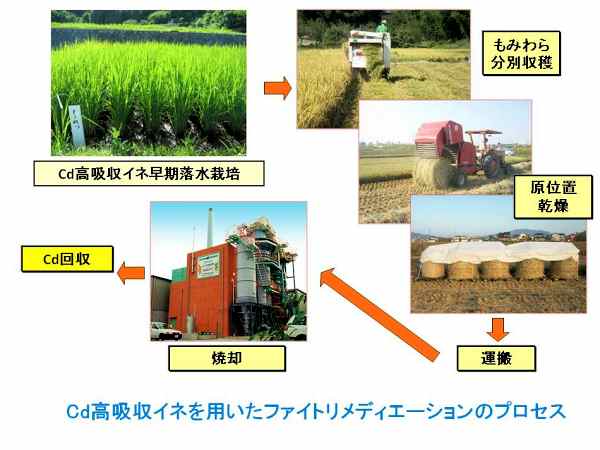 Jh~EzClpt@CgfBG[ṼvZXF CdzCl͔|  ~ʎn  ʒu  ^  ċp  Cd  (gݎʐ^)