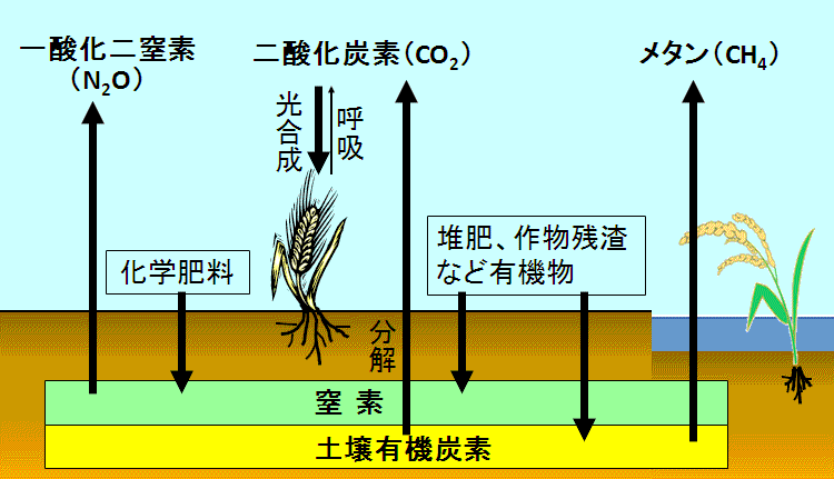 農地から発生する温室効果ガス： 土壌中の窒素(N)として「化学肥料」、土壌有機炭素（C) として「堆肥・作物残渣など有機物」が、農地土壌に入る／畑の土壌中の窒素源から「一酸化二窒素(N2O)」、水田の土壌有機炭素から「メタン（CH4) 」、両方の土壌有機炭素から「二酸化炭素（CO2) 」が大気中に放出される／作物は光合成のために大気中のCO2を取り込むが、呼吸によってCO2の放出もする（模式図）