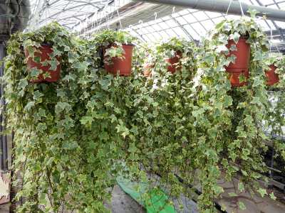 �w�f���i�ʖ��F�A�C�r�[�A�Z�C���E�L�d�^�j�i�ʐ^�j