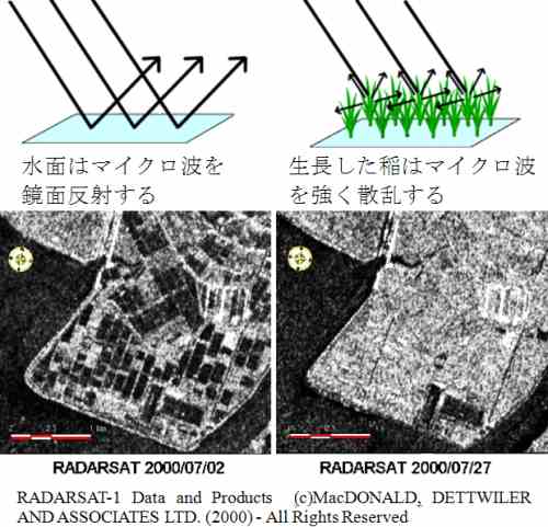 水面はマイクロ波を鏡面反射するが、成長した稲はマイクロ波を強く散乱する（概念図）／観測時期の異なる同じ範囲のRADARSAT画像（2000/07/02 および 2000/07/27）（写真）
