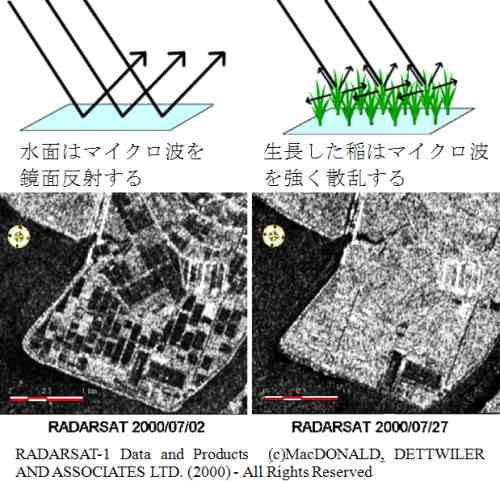 ʂ̓}CNgʔ˂邪A̓}CNgUiTO}j^ϑ̈قȂ铯͈͂RADARSAT摜i2000/07/02  2000/07/27jiʐ^j