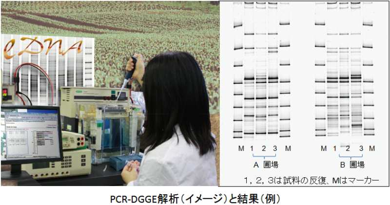 PCR-DGGE解析（イメージ写真）と解析結果（例）