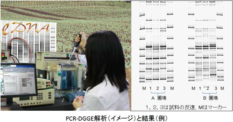 PCR-DGGÉiC[Wʐ^jƉ͌ʁij