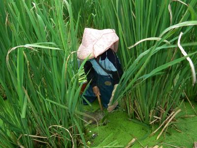 n@iwater bamboo ̎njiʐ^j