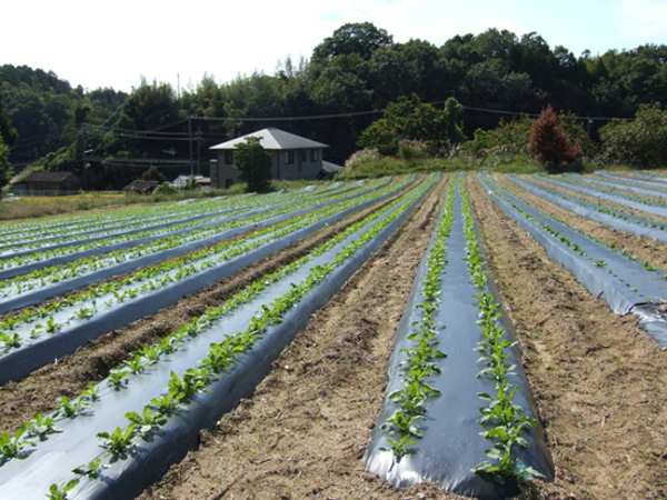 10[g̍_Ɨp}`tBi}`jLɉ{ݒuAꂼɖ؂̕c2񂸂AĂiiʐ^j