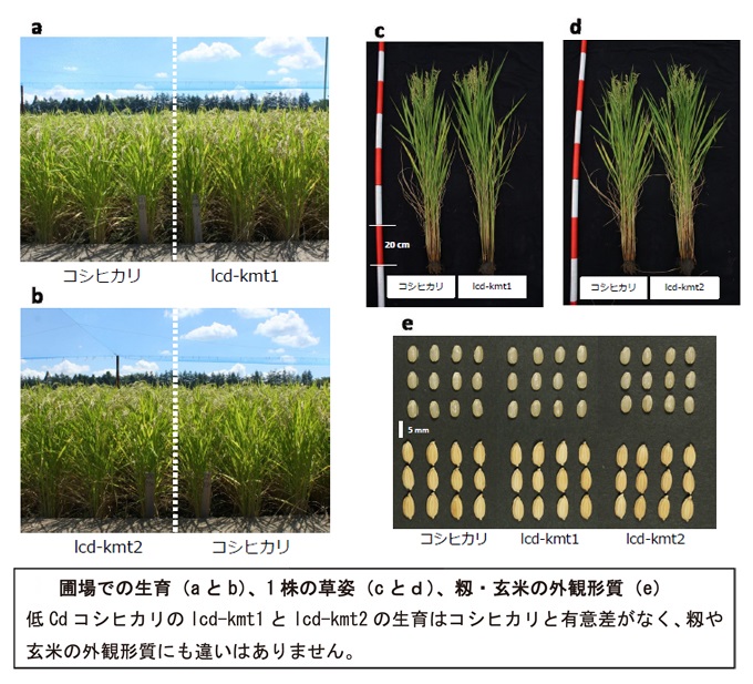 コシヒカリと低カドミウムコシヒカリのほ場での生育、草姿、もみと玄米の外観（写真）； いずれも有意な違いはない。