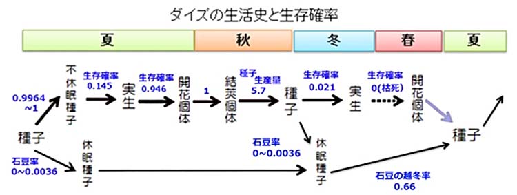 _CY̐jƐmGĂɂڂꂽqiPj|JԌ́|䰌́|q|iŁjA邢́iQj|JԌ́|䰌́|q|xqiz~j|qAiRjxqiz~j ̊eiK̐it[}j
