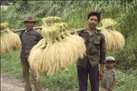 Harvested Rice (photo: Dr. Mitsunori Oka)