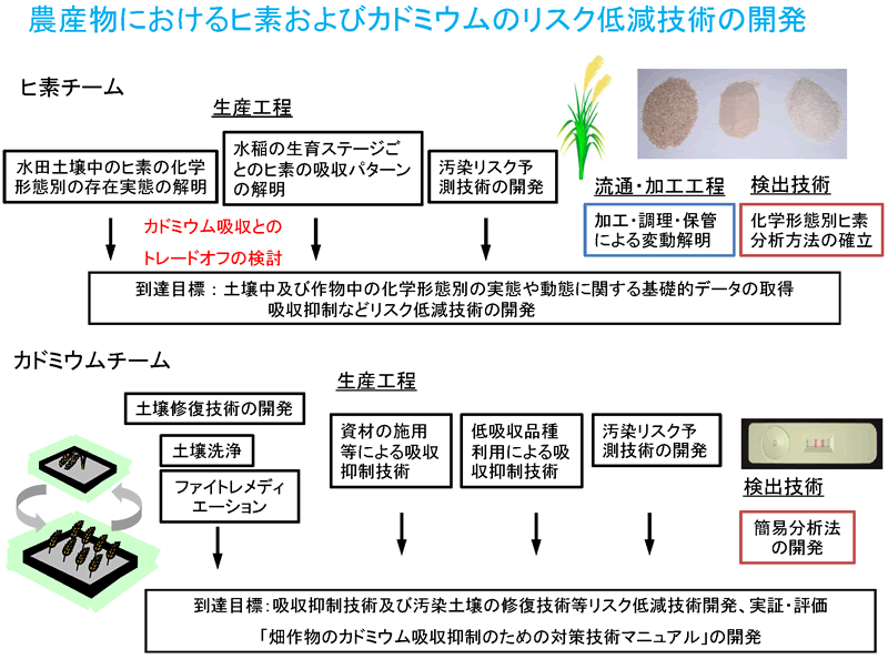 1000:農産物におけるヒ素およびカドミウムのリスク低減技術の開発