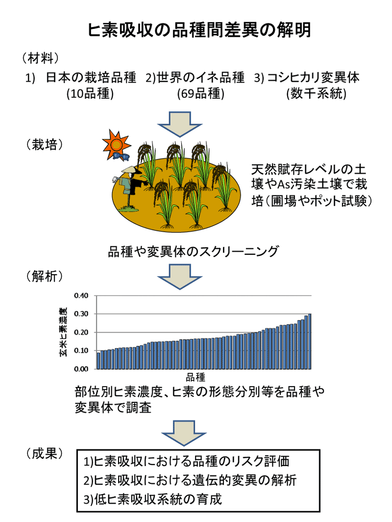 1121:ヒ素吸収の新種間差異の解明
