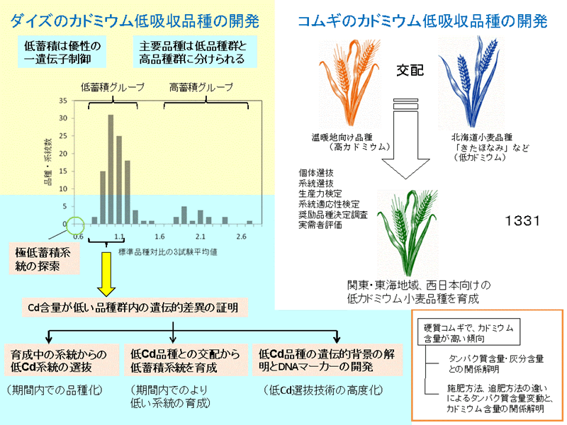 1210:カドミウム汚染転換畑土壌の土壌洗浄による修復技術の開発