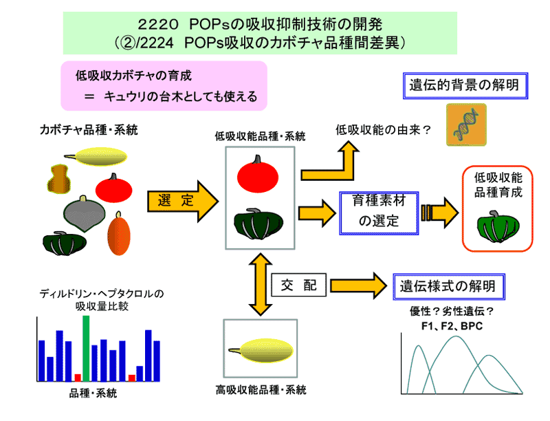 POPｓの吸収抑制技術の開発（②/2224 POPs吸収のカボチャ品種間差異）