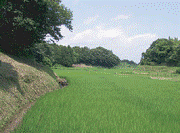 Paddy field in ravine