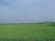 Paddy fields in plain lowlands