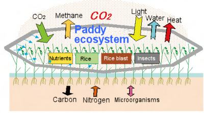 Factors affecting fluctuations in growth