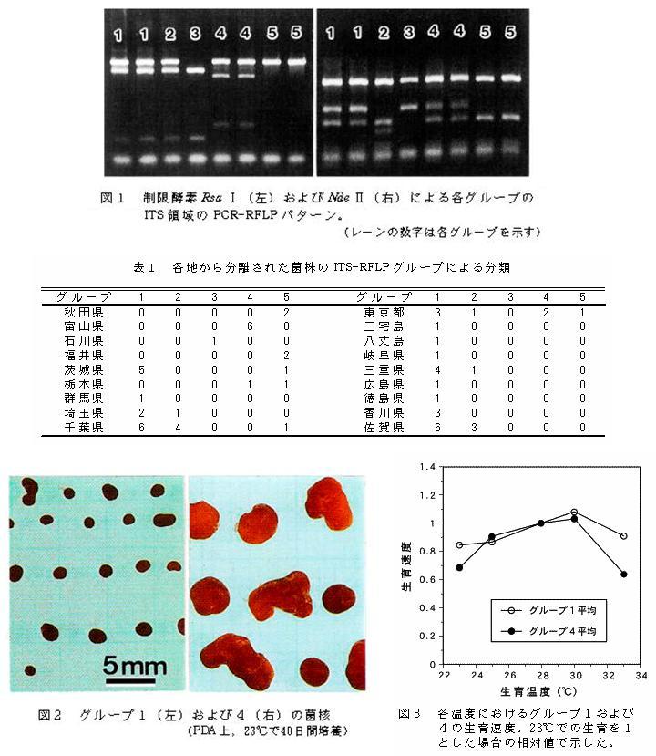 具体的データ