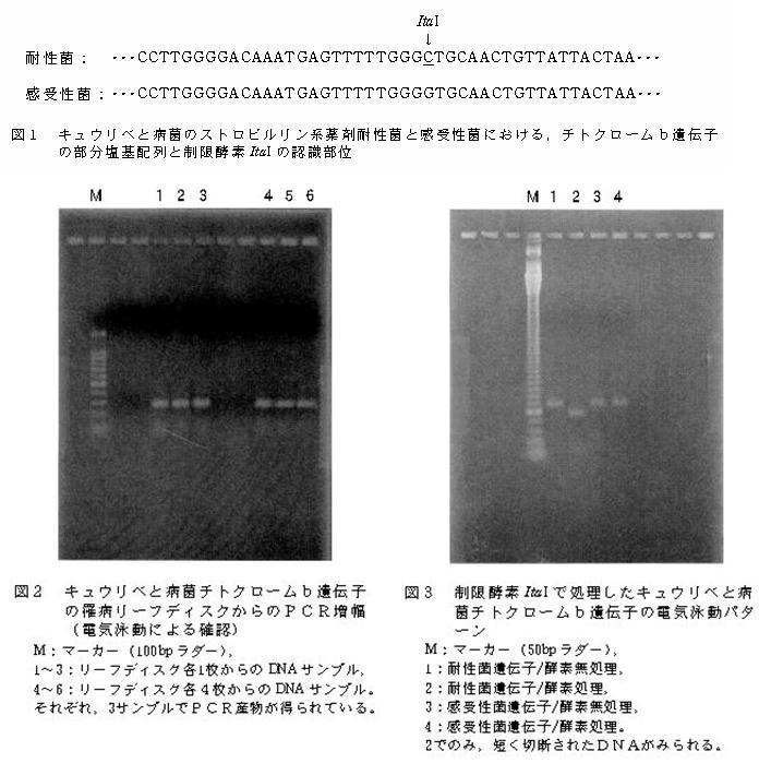 具体的データ