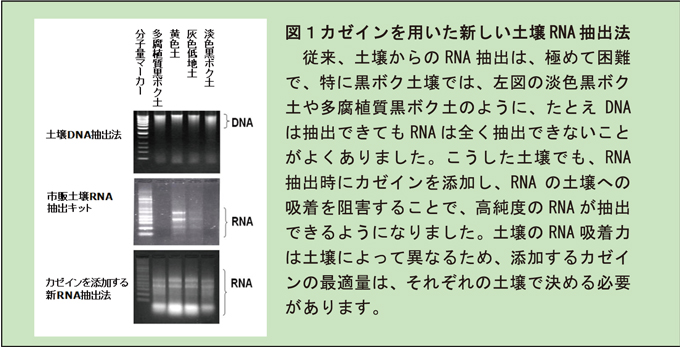 図1 カゼインを用いた新しい土壌RNA抽出法