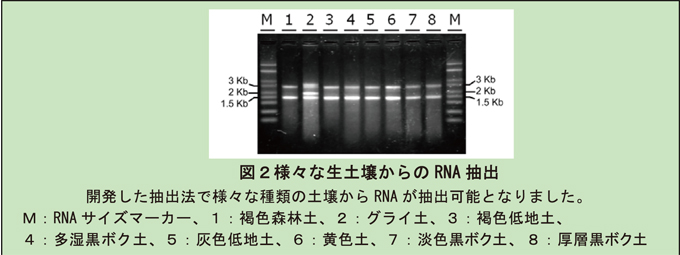 図2 様々な生土壌からのRNA抽出