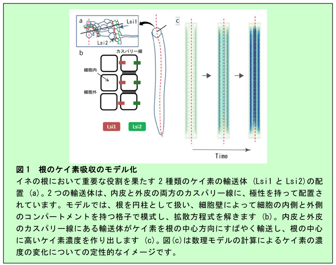 図1 根のケイ素吸収のモデル化