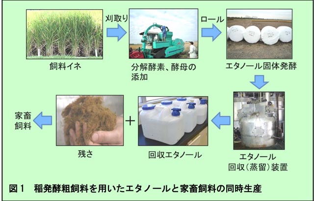 図1 稲発酵粗飼料を用いたエタノールと家畜飼料の同時生産