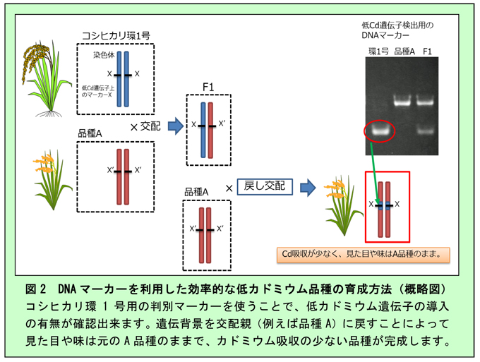 図2 DNAマーカーを利用した効率的な低カドミウム品種の育成方法（概略図）