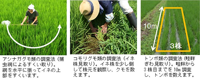 写真２　水田における調査法の例